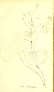 n38_w1150