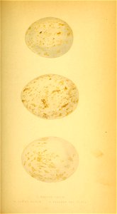 n116_w1150