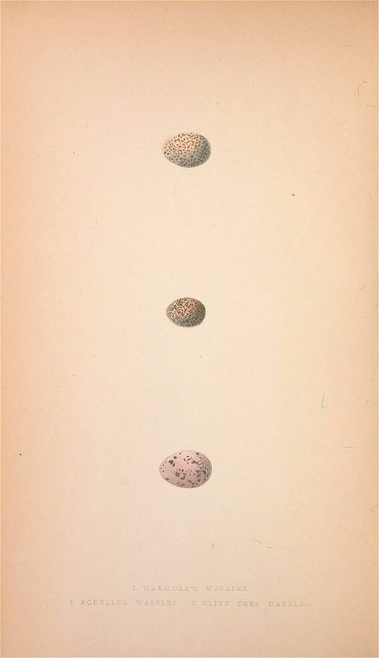 n81_w1150