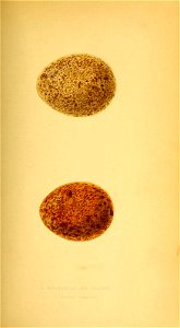 n52_w1150