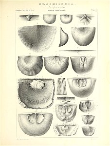 n530_w1150