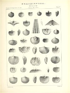n466_w1150