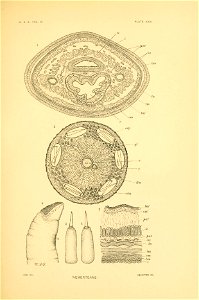 n266_w1150