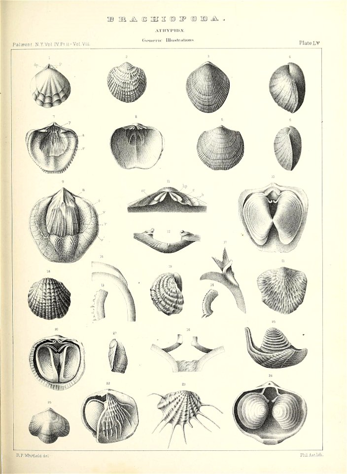 n556_w1150