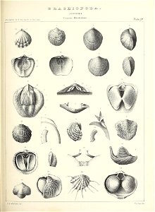 n556_w1150