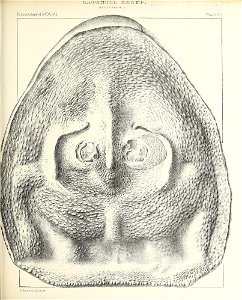 n492_w1150