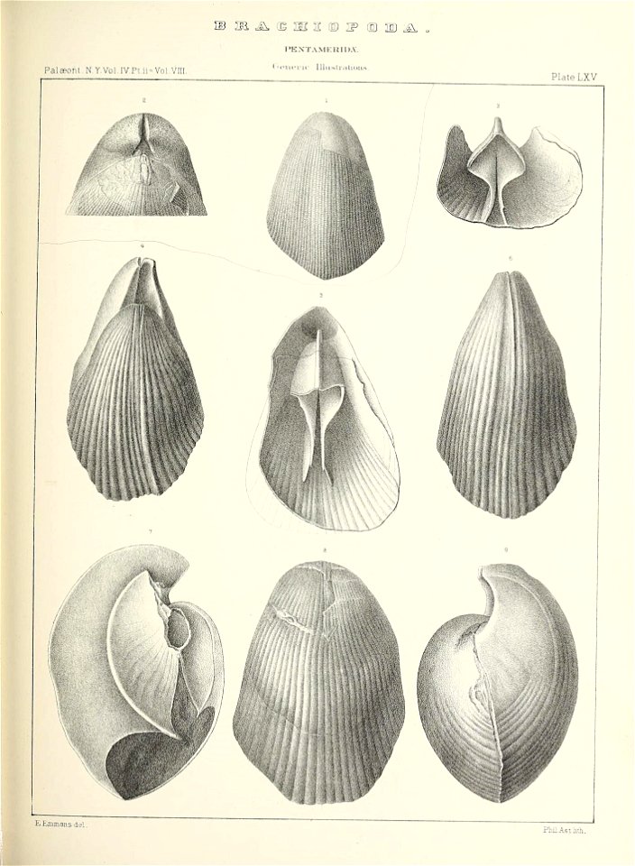 n596_w1150