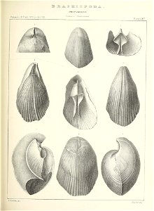 n596_w1150