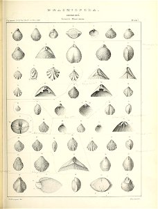 n536_w1150