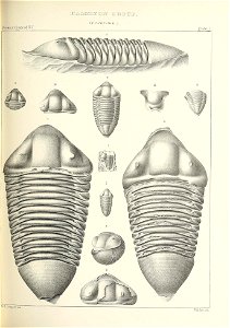 n356_w1150