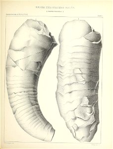 n238_w1150