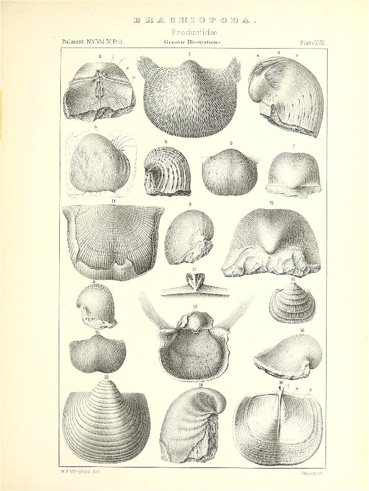 n570_w1150