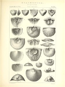 n506_w1150