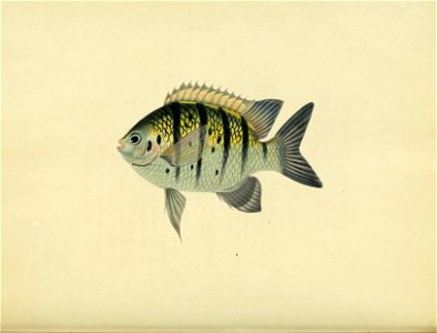 n111_w1150