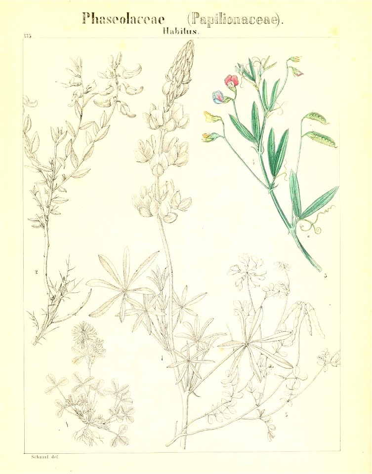 n810_w1150
