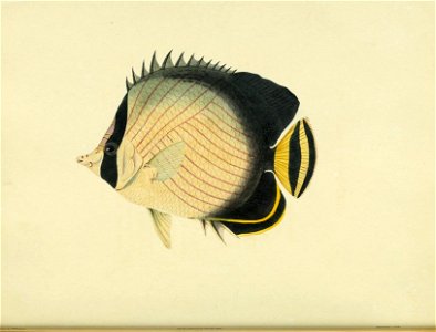 n39_w1150