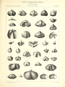 n526_w1150