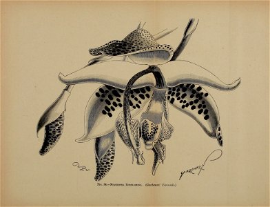 n535_w1150