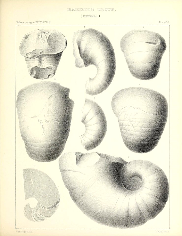 n488_w1150