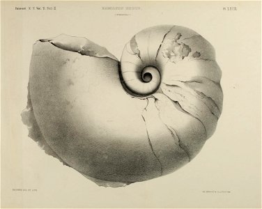 n296_w1150