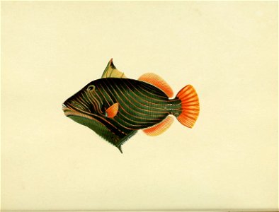 n51_w1150