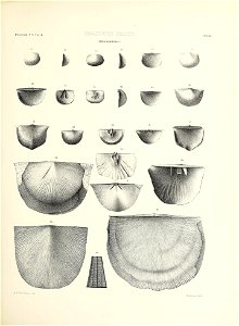 n520_w1150