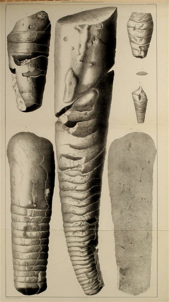 n560_w1150