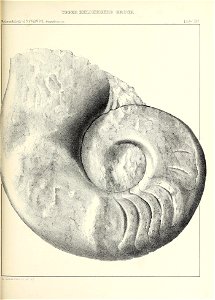 n596_w1150