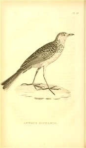 n655_w1150