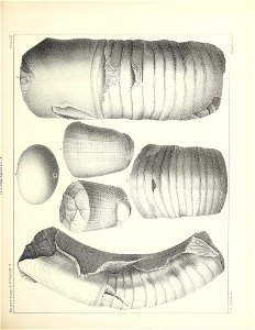 n266_w1150