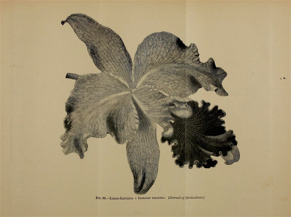 n596_w1150