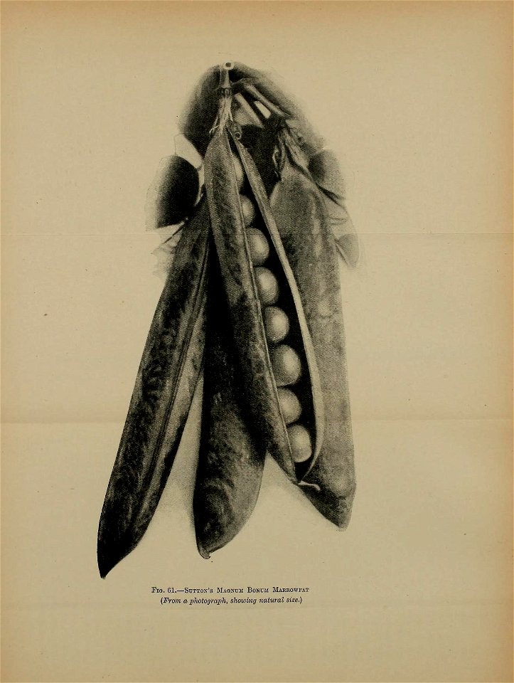 n265_w1150