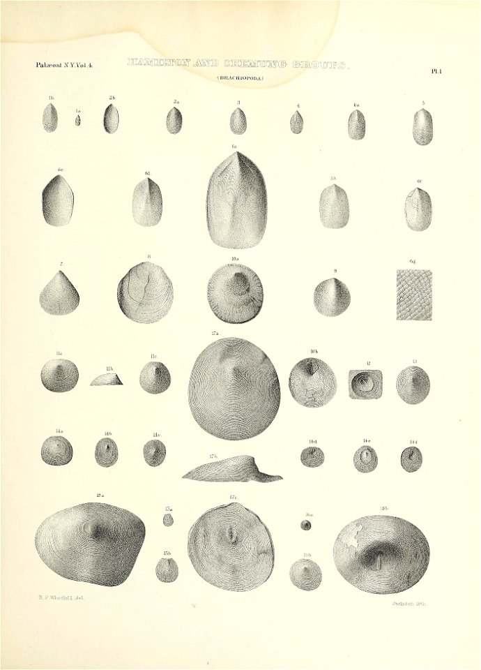n452_w1150