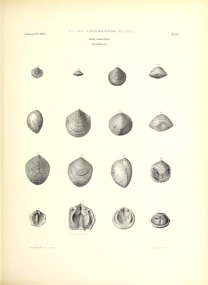 n206_w1150