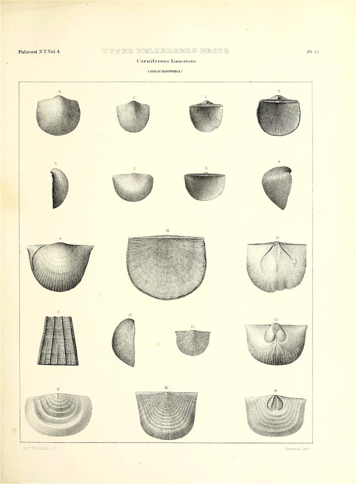 n496_w1150