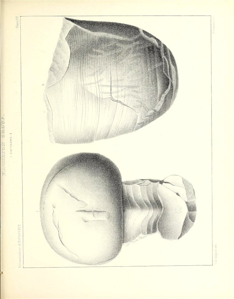n484_w1150
