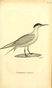 n202_w1150
