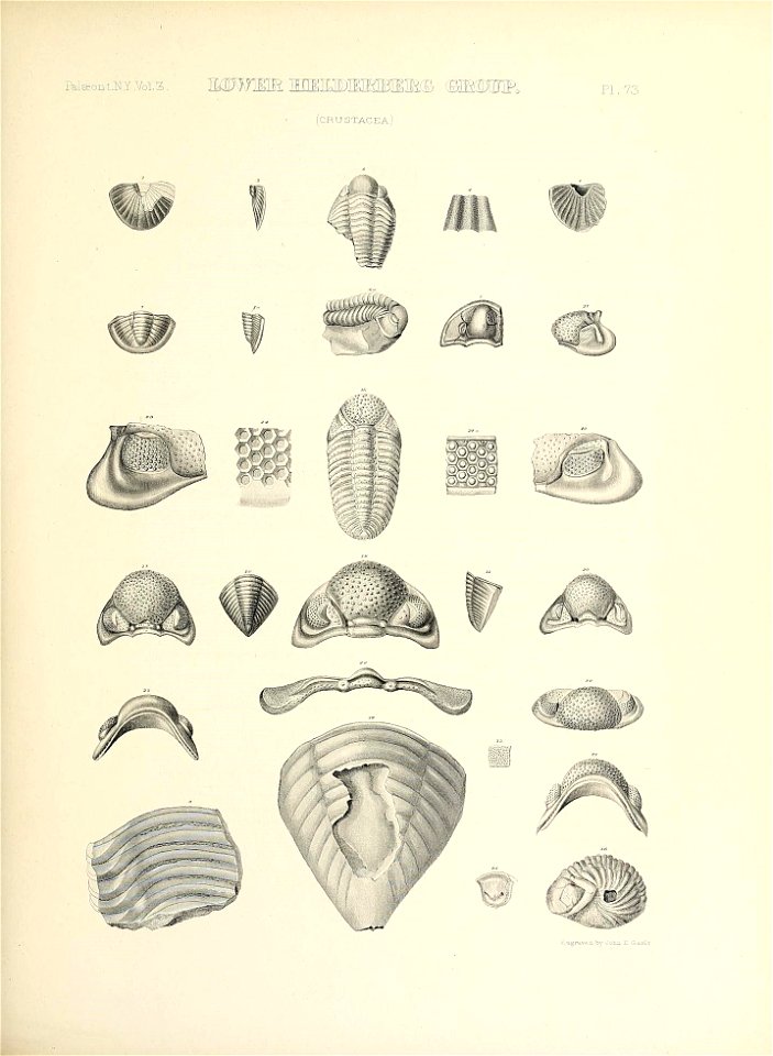 n338_w1150
