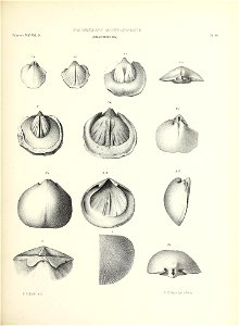 n442_w1150