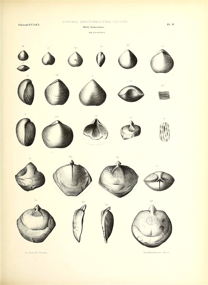 n202_w1150