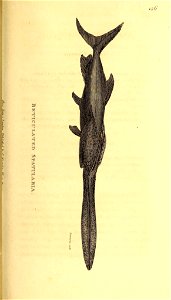 n520_w1150