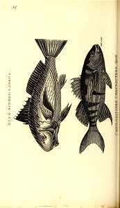 n699_w1150