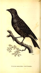 n555_w1150