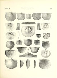 n516_w1150