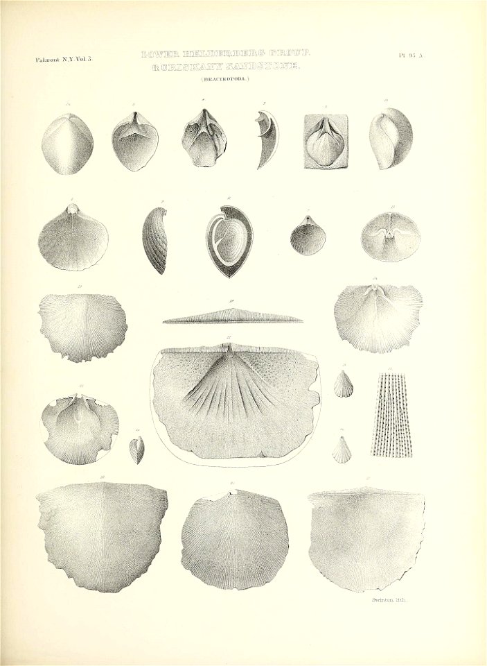 n462_w1150