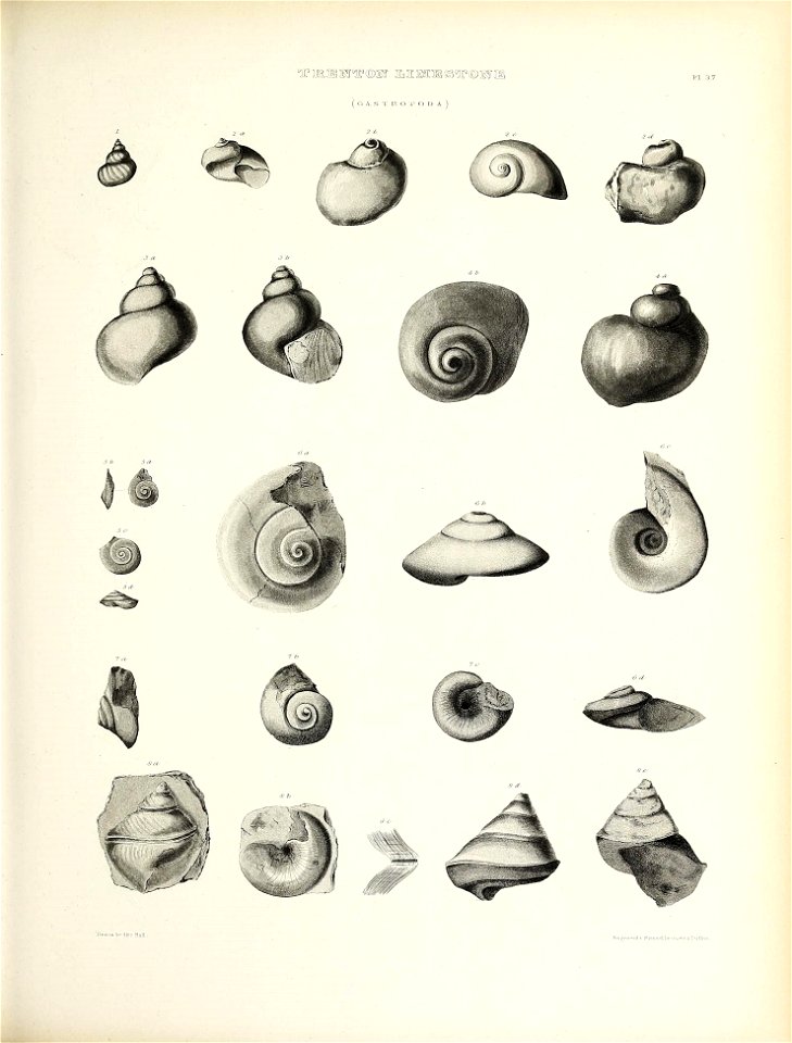 n558_w1150