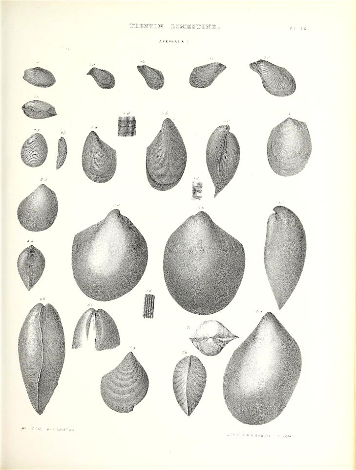 n554_w1150
