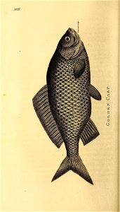 n295_w1150