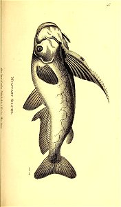 n38_w1150