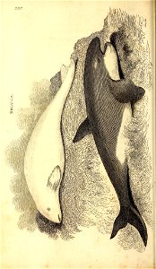 n759_w1150